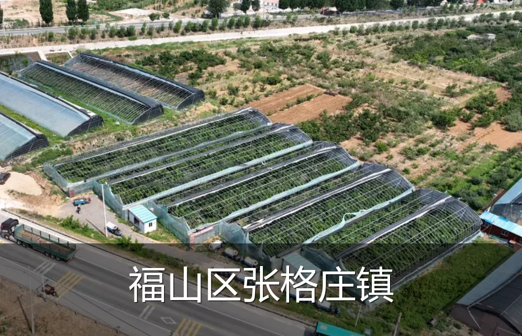 福山区张格庄镇